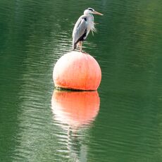 Heron, Grimsbury Reservoir