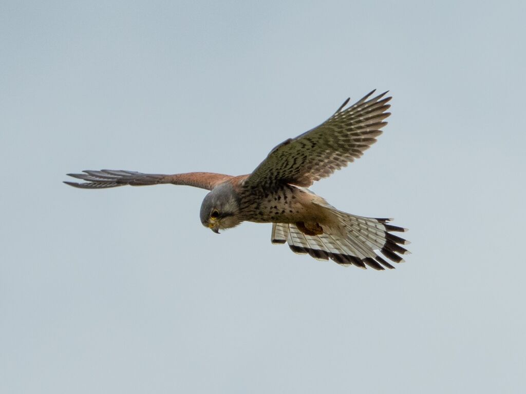 Grimsbury Reservoir Kestrel 1