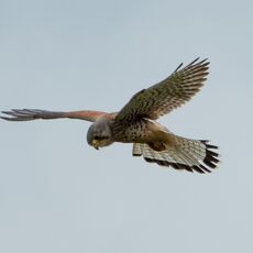 Kestrel, Grimsbury Reservoir