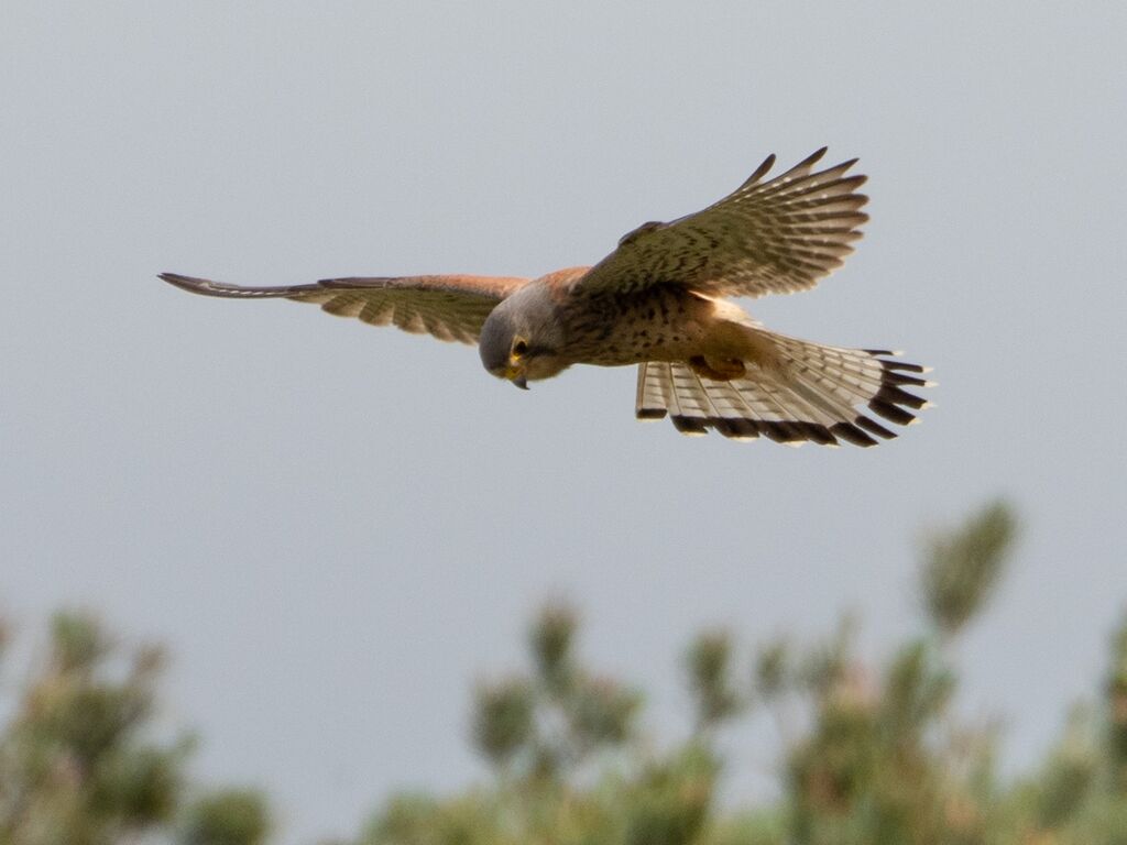 Grimsbury Reservoir Kestrel 4