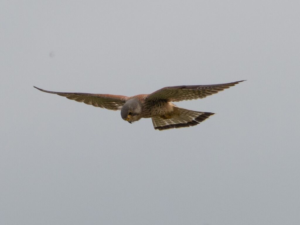 Grimsbury Reservoir Kestrel 5
