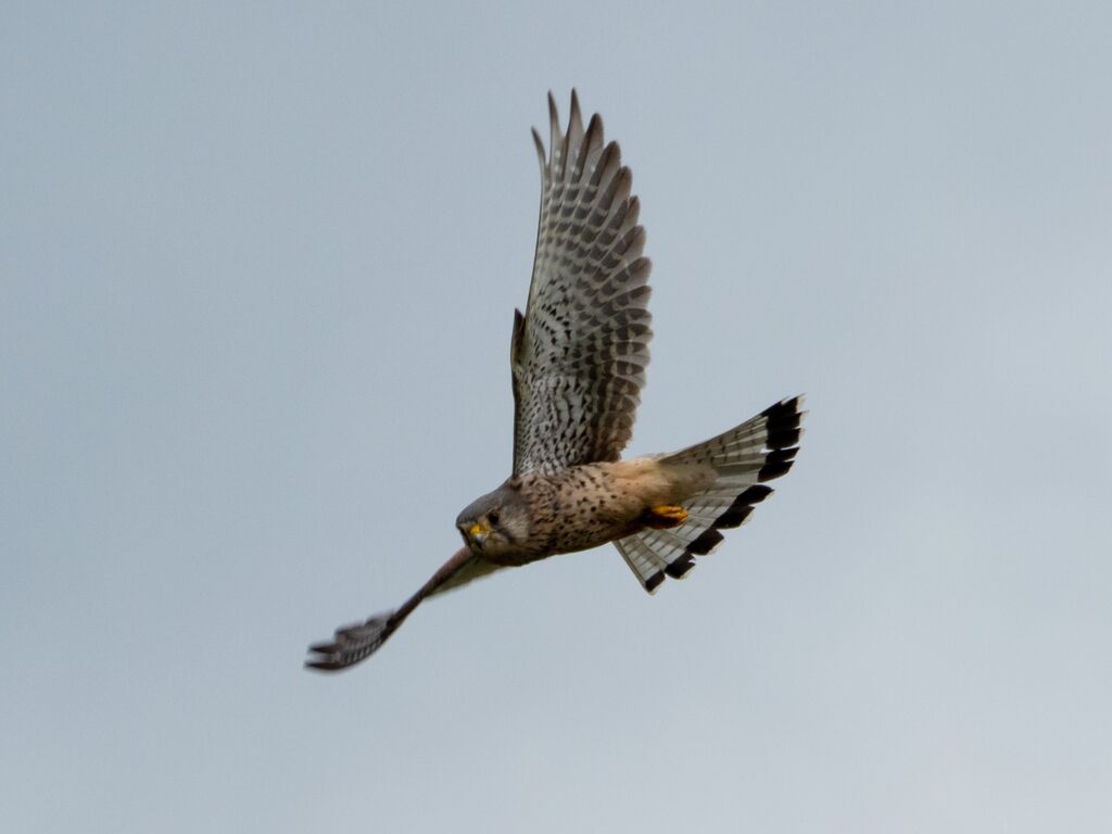 Kestrel, Grimsbury Reservoir