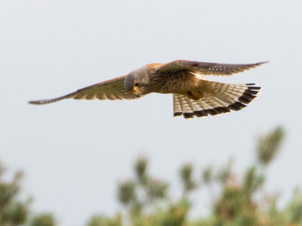 Kestrel, Grimsbury Reservoir