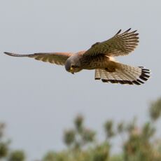 Kestrel, Grimsbury Reservoir