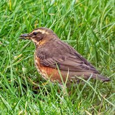 Redwing, Grimsbury Reservoir