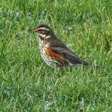Redwing, Grimsbury Reservoir