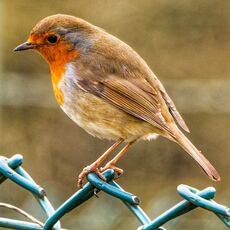 Robin, Grimsbury Reservoir
