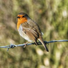 Robin, Grimsbury Reservoir