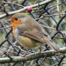 Robin, Grimsbury Reservoir