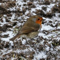 Robin, Grimsbury Reservoir