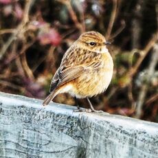 Stonechat, Grimsbury Reservoir
