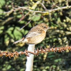 Stonechat, Grimsbury Reservoir