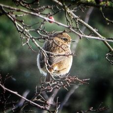Stonechat, Grimsbury Reservoir