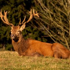 Resting Stag at Adderbury Lakes