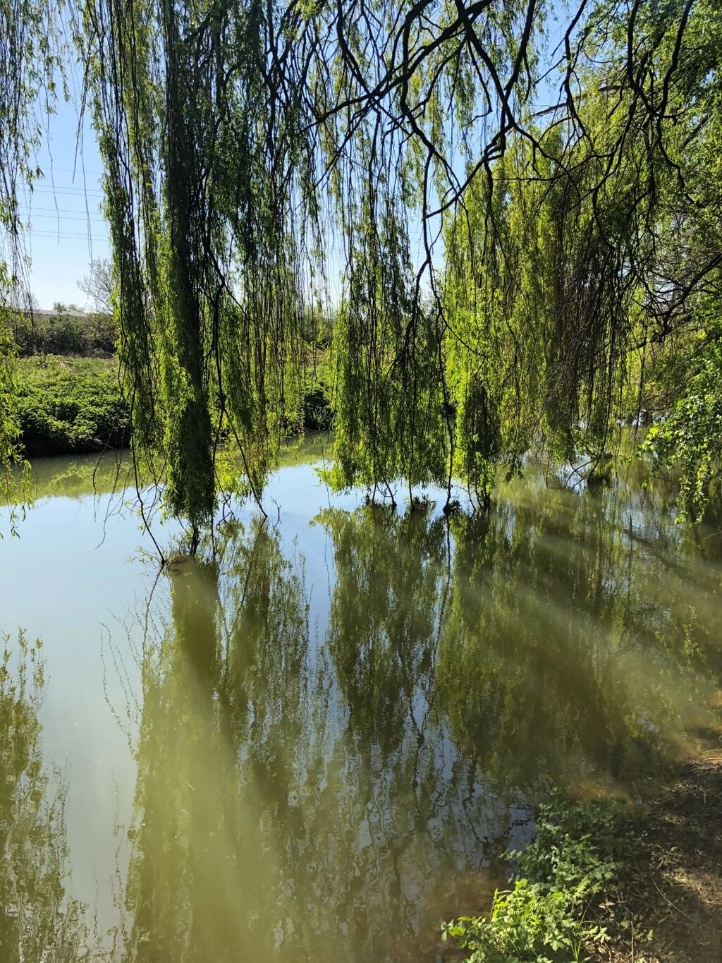 River Cherwell 3
