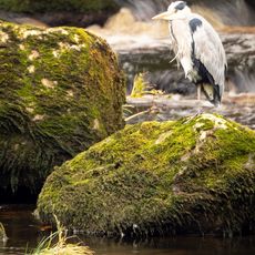 River Wharfe Fisherman