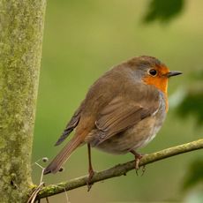 Robin at Adderbury Lakes