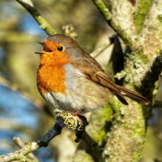 Robin, Grimsbury Reservoir