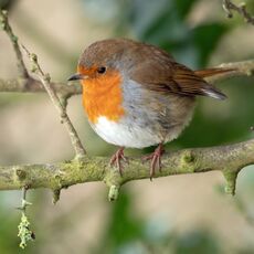 Robin, Spiceball Park