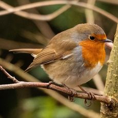 Robin at Adderbury Lakes