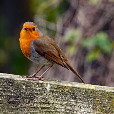 Robin, Grimsbury Reservoir
