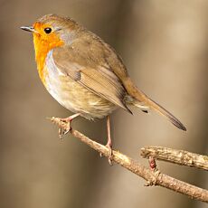 Robin, Spiceball Park