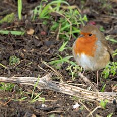 Robin, Grimsbury Reservoir