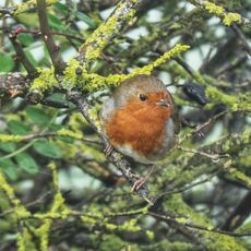 Robin, Grimsbury Reservoir