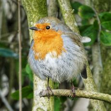 Robin, Banbury Cemetary