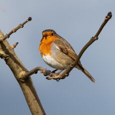 Robin, Grimsbury Reservoir