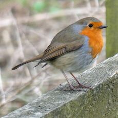 Robin, Grimsbury Reservoir