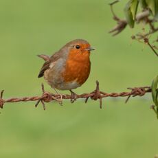 Robin, Grimsbury Reservoir