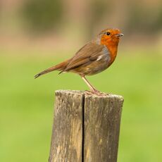 Robin, Grimsbury Reservoir
