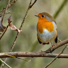 Robin, Spiceball Park