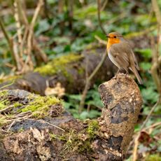 Robin, Spiceball Park