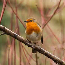 Robin, Spiceball Park