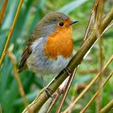 Robin, Spiceball Park