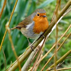 Robin, Spiceball Park