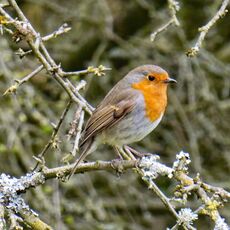 Robin, Spiceball Park