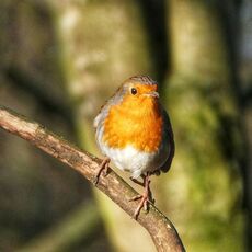 Robin, Spiceball Park
