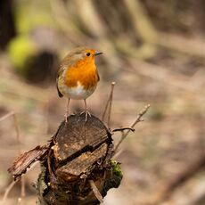 Robin, Spiceball Park