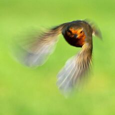 Robin In Flight, Grimsbury Reservoir