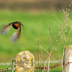 Robin in Flight, Grimsbury Reservoir