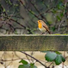 Robin, Spiceball Park