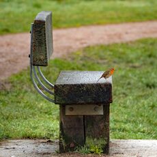 Robin, Grimsbury Reservoir