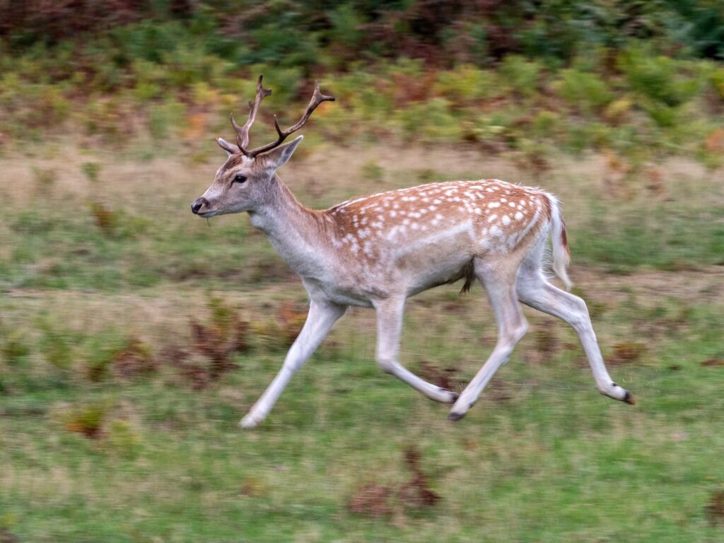 Bradgate Park Running Deer
