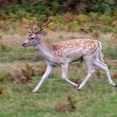 Bradgate Park Running Deer
