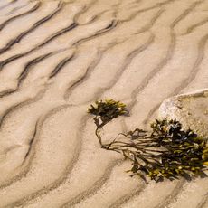 Seaweed and Sand, Marazion, Cornwall