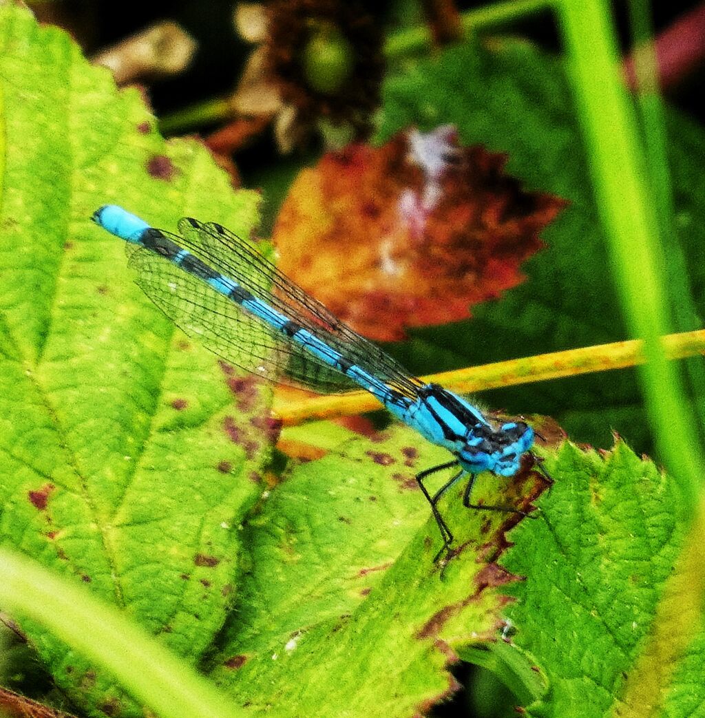 Damselfly