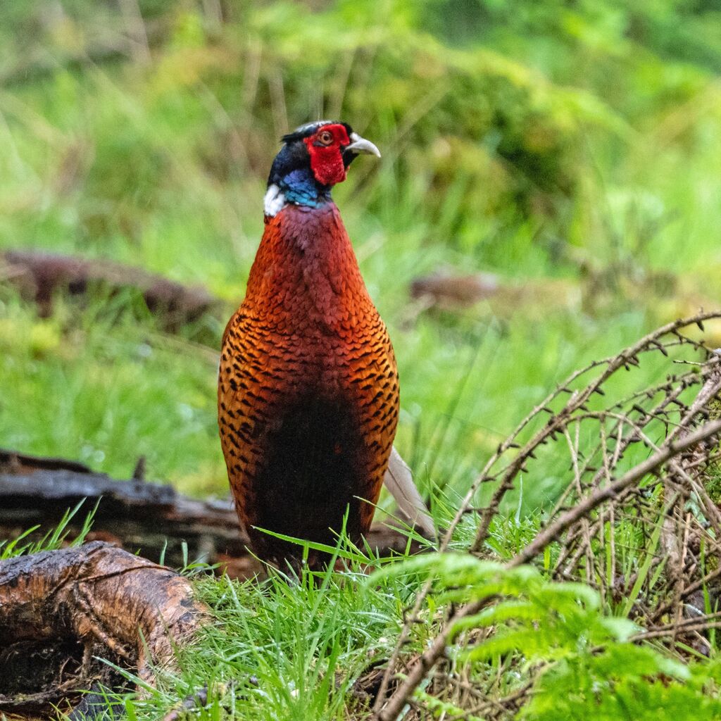 Snaizeholme Pheasant